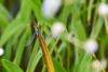 Lestes dryas
